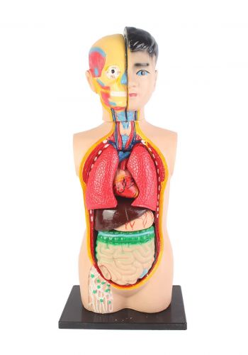 Education Figure For Human Organs - (MG439-30) مجسم تعليمي لأعضاء جسم الانسان 