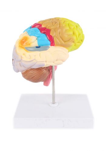 Education Figure For Half Section Of Human Brain - (M439-10) مجسم تعليمي لدماغ الانسان 