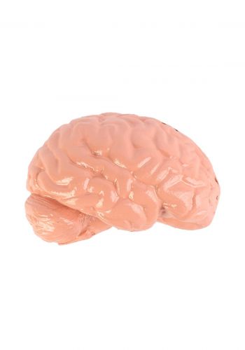 Education Figure For Human Brain - (M439-5) مجسم تعليمي لدماغ الانسان 