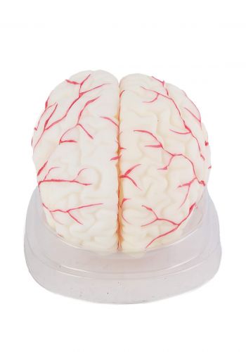 Education Figure For Human Brain - (M439-6) مجسم تعليمي لدماغ الانسان 