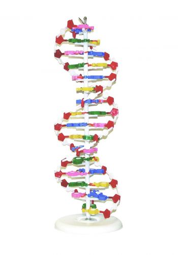 Education Figure For DNA - (M439-1) مجسم تعليمي للحمض النووي 