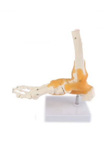 Education Figure For Human Foot - (M439-23) مجسم تعليمي لقدم الانسان 