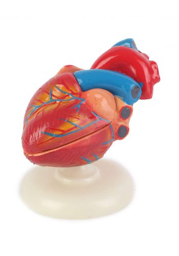 Education Figure For Human Heart - (m439-17) مجسم تعليمي لقلب الانسان 