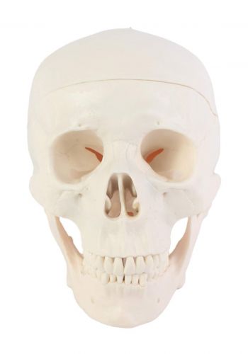 Education Figure For Human Skull - (m439-14) مجسم تعليمي لجمجمة الانسان 