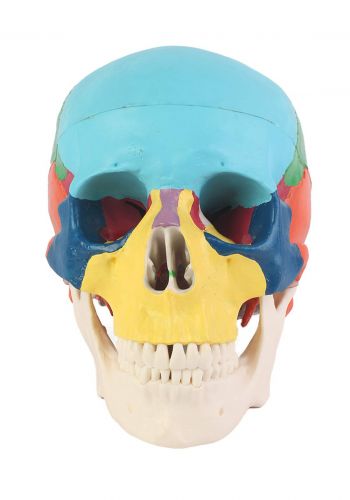 Education Figure For Human Skull - (m439-100) مجسم تعليمي لجمجمة الانسان 