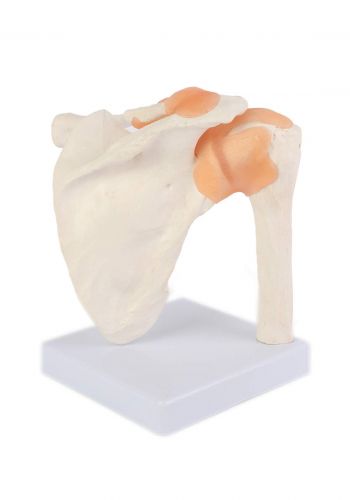 Education Figure Of The Shoulder And Wishbone Bone - (m439-25) مجسم تعليمي  للوح الكتف وعظم الترقوة