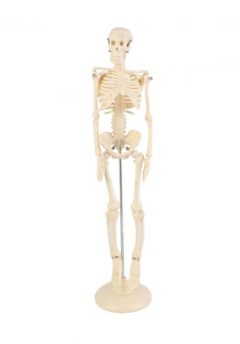 Skeleton Of The Human Body Figure - (m439-16) مجسم الهيكل العظمي لجسم الانسان
